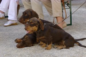 buergerservice wichtiges fuer hundehalter 300x200 - Wichtiges für Hundehalter