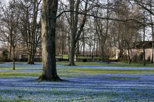 schlossgarten scilla 300x200 - Schlossgarten